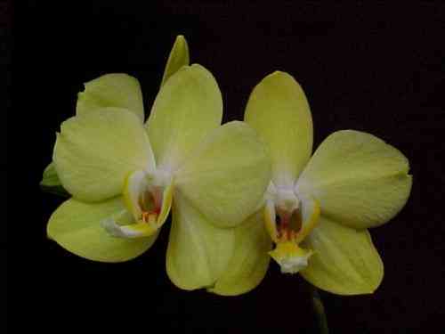 Phalaenopsis Taipei Gold STMAM-AOS